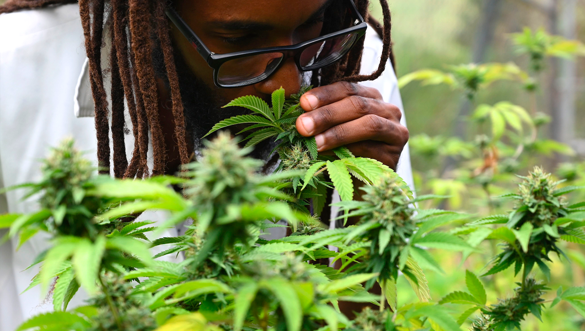 Plants in jamaica: politics