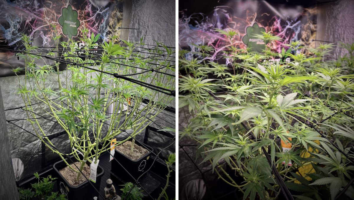 Purple Lemonade FF कैनाबिस स्ट्रेन: ट्रांजिशन (प्री-फ्लावर) | हफ्ता 7 | ScrOG में भारी डिफोलीएशन किया गया पौधा