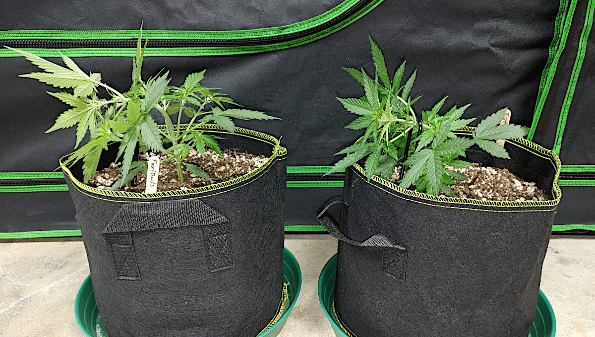 Forbidden Runtz Auto 대마 스트레인 주차별 가이드: 패브릭 화분에 심은 오토플라워 2종, 메인 줄기를 구부려 묶기