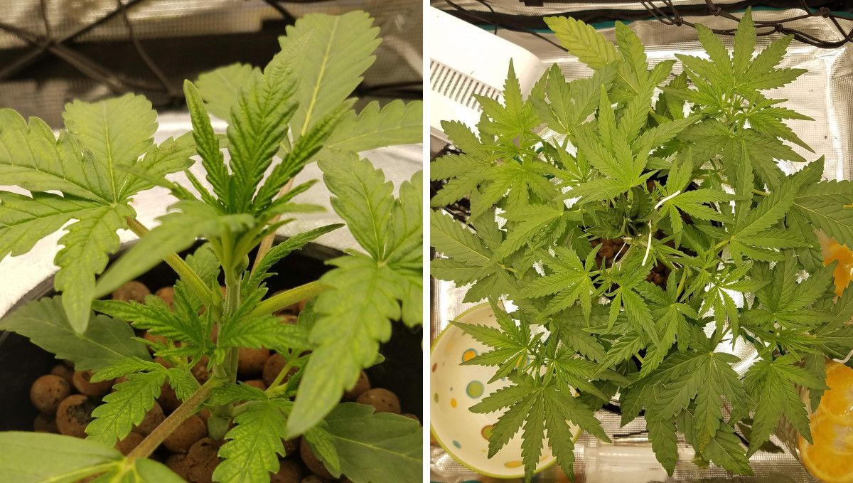 Pineapple Express Auto cannabis-variant: midtvekst | uke 3-4 | buskete autoflower med flat krone oppnådd via LST