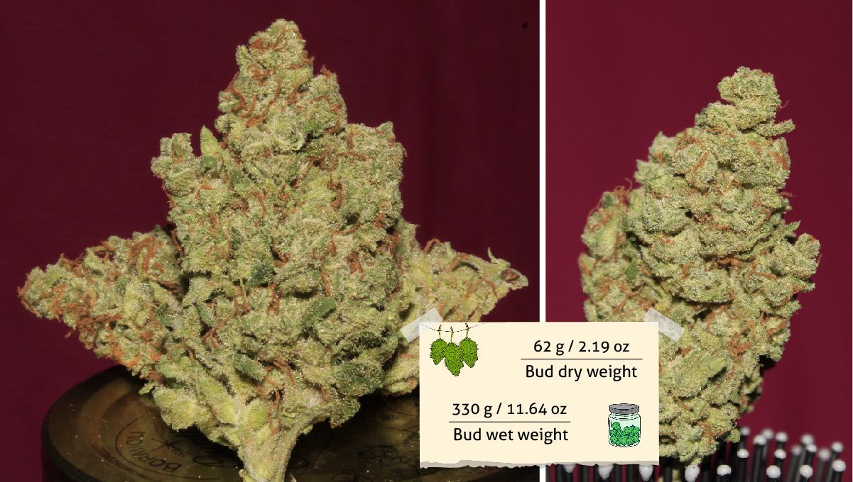 Udhëzues Javë-pas-Jave për Afghan Kush Auto: Dy foto me bud të krasitura dhe të thara