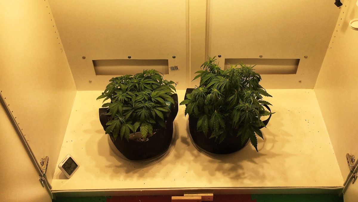 Californian Snow Auto cannabis strain: mid veg | weeks 3-4 | two compact autoflowers in an empty-looking indoor grow space
