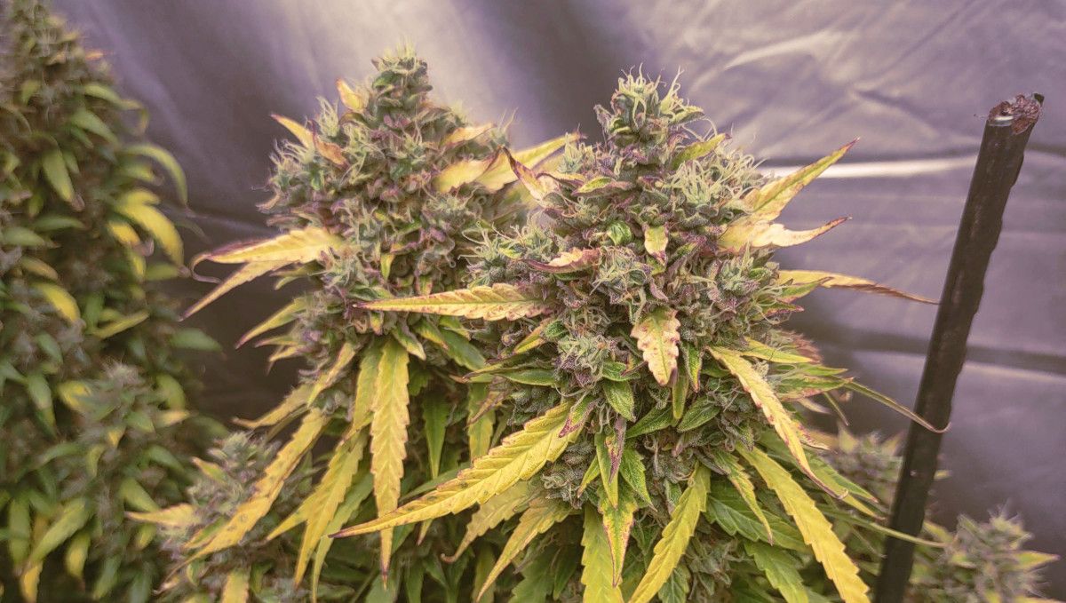 Frosted Guava Auto cannabis strain: ripening and harvest | weeks 10 | a close shot of outsized buds with purplish hues and yellowing trim leaves