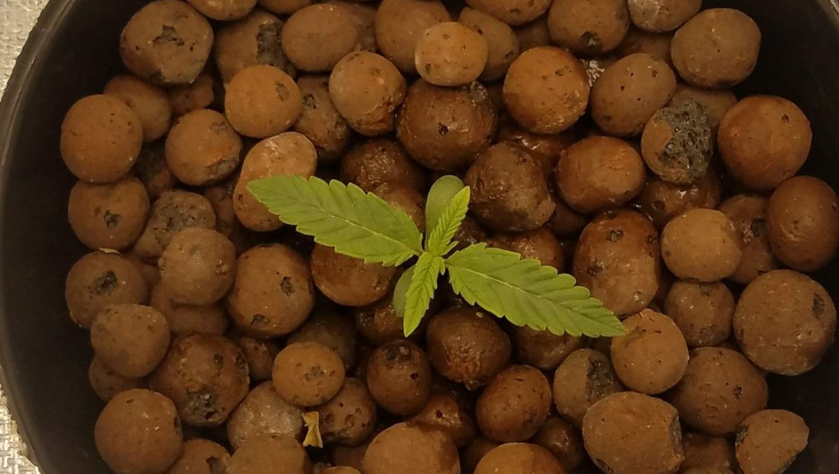 Pineapple Express Auto cannabis-variant: spiring og frøplantefase | uke 1 | en ukes gammel spire i Hydroton-medium