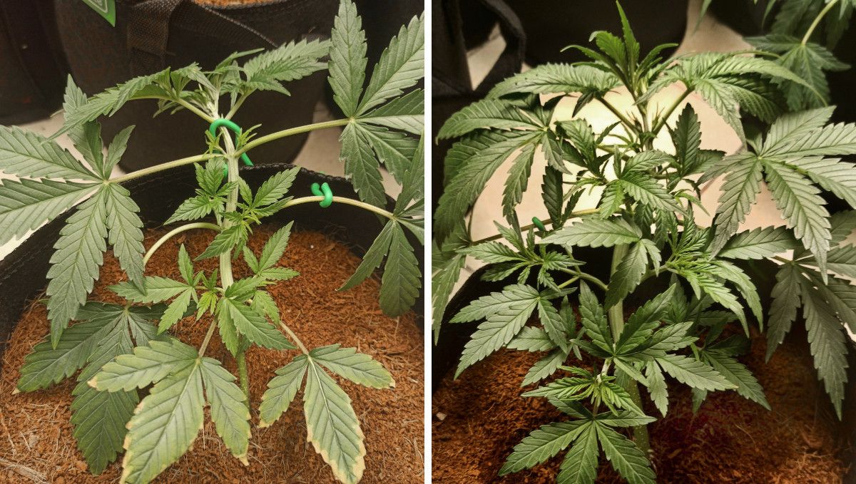 Forbidden Runtz Auto 대마 스트레인 주차별 가이드: 묶은 오토플라워가 측지로 성장 시작