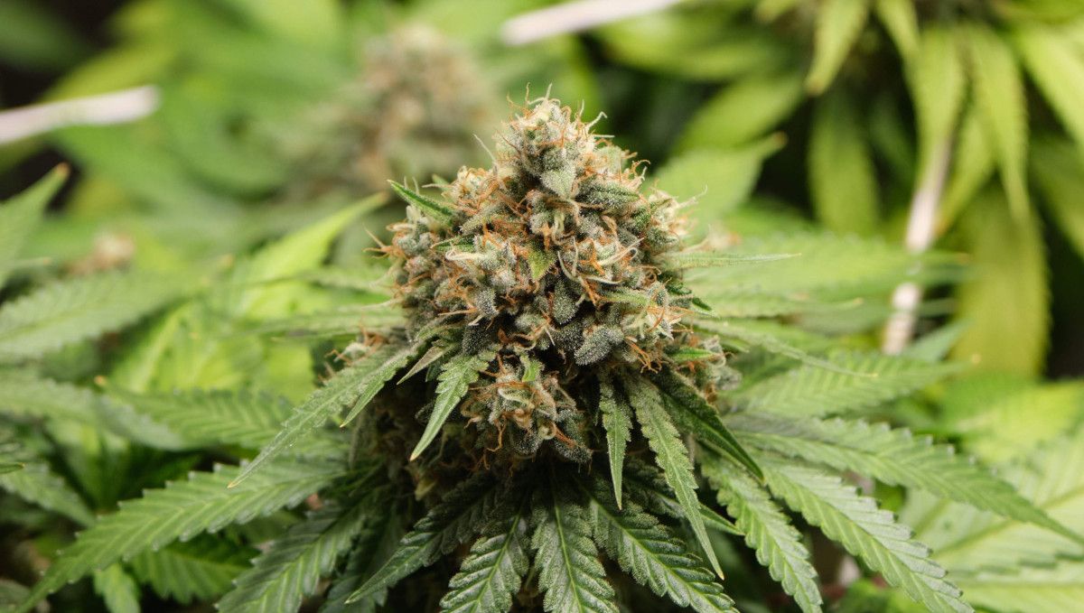 Orange Sherbet FF cannabis strain: ripening and harvest | weeks 12 | a dense, bulging top bud