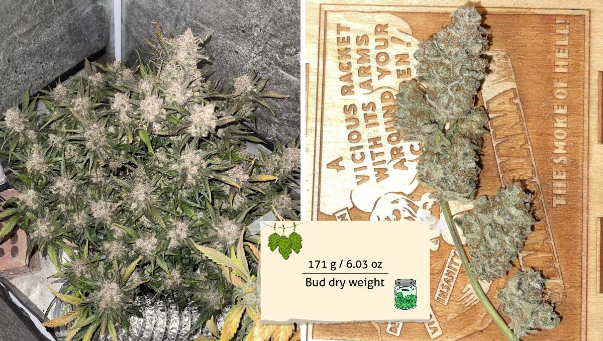 Gorilla Z Auto cannabis strain: yield and smoke report | an indoor plant before harvest and one of its branches after drying
