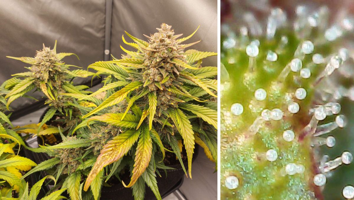 Banana Purple Punch Auto भांग स्ट्रेन: पकना और हार्वेस्ट | सप्ताह 10- | पीले पत्तों वाला पौधा और ट्राइकोम्स का क्लोजअप