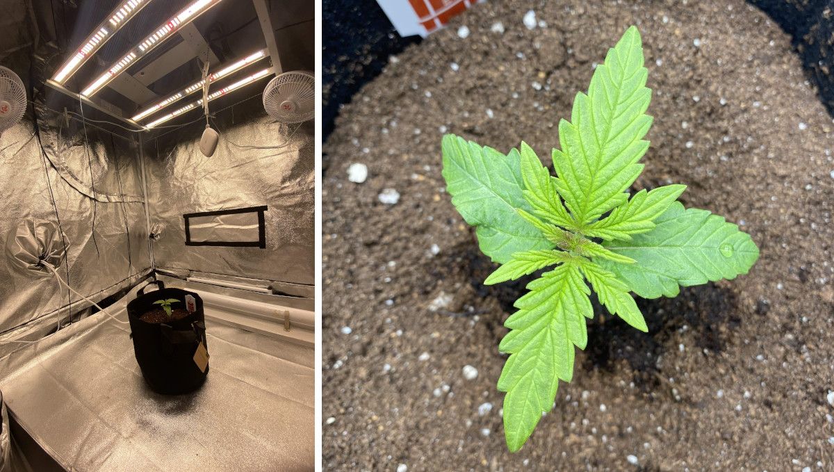 Critical Kush Auto cannabis strain: early veg | week 2 | a large grow tent with a grow bag standing in the middle and the small plant growing in it