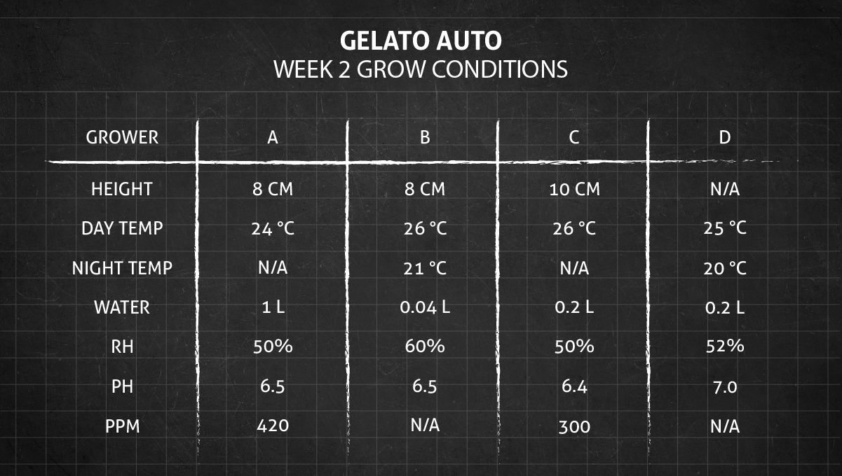 Gelato Auto Cannabis Strain Week-by-Week Guide: Grow conditions in week 2