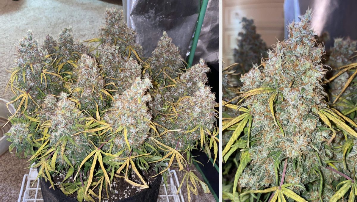 Skunk Auto Cannabis Strain Week-by-Week Guide: A general view of short and flat marijuana plant with multiple fat colas and most of the fan leaves yellow and shrivelled; a closeup of one mature cola