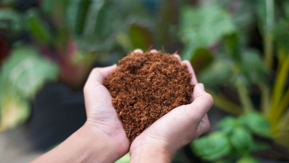 เคล็ดลับการปลูกออโต้ดอกในกาบมะพร้าว: coco loco potting mix
