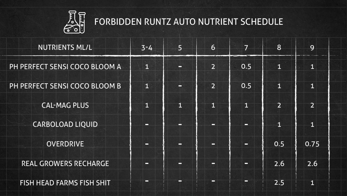Forbidden Runtz Auto 대마 스트레인 주차별 가이드: 3~9주차 전체 급여표