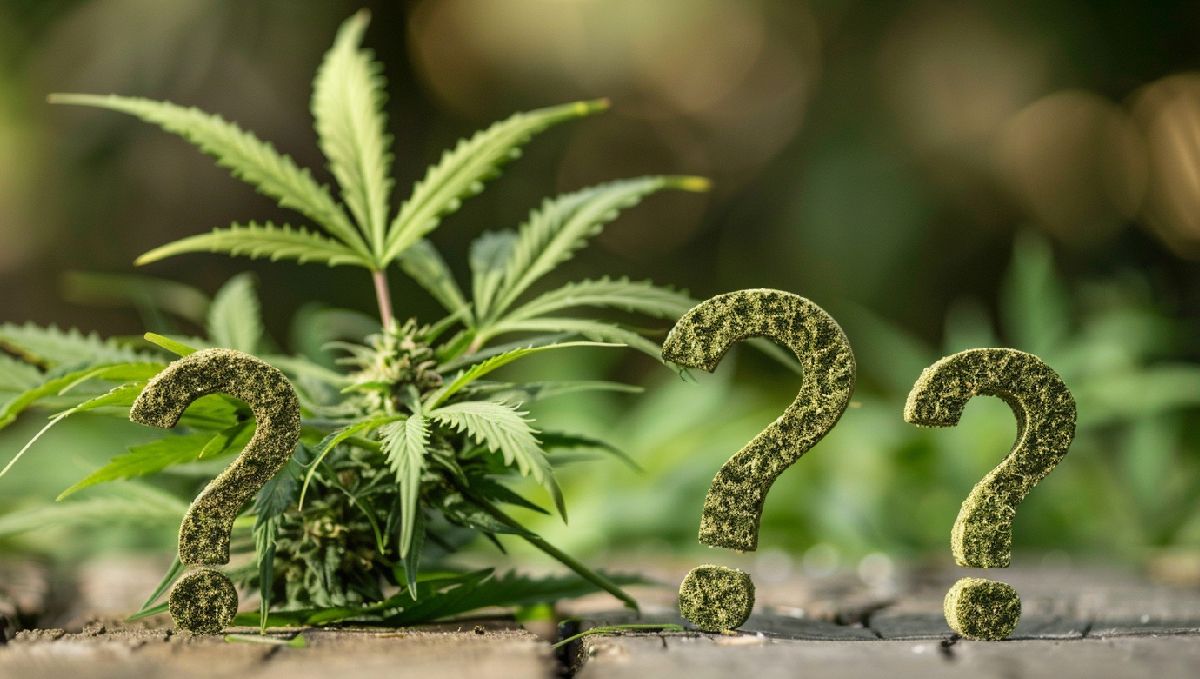 Du kan identifisere eksotisk weed på lukt, tetthet og aroma, blant annet.