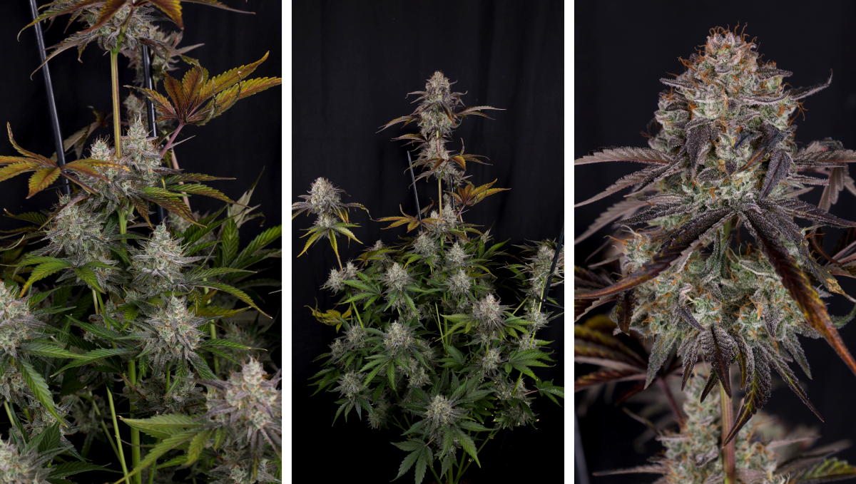 Gorilla Cookies Auto 大麻品种在NASC Growers Choice Awards 2025中获奖。