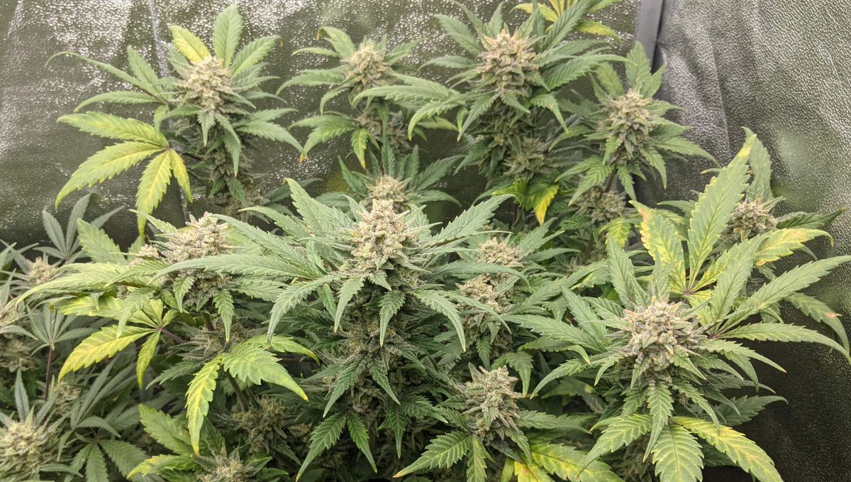 Tropicana Cookies Auto 대마 스트레인: 숙성 및 수확 | 10주차 | 결핍 증상이 있는 거의 숙성된 식물