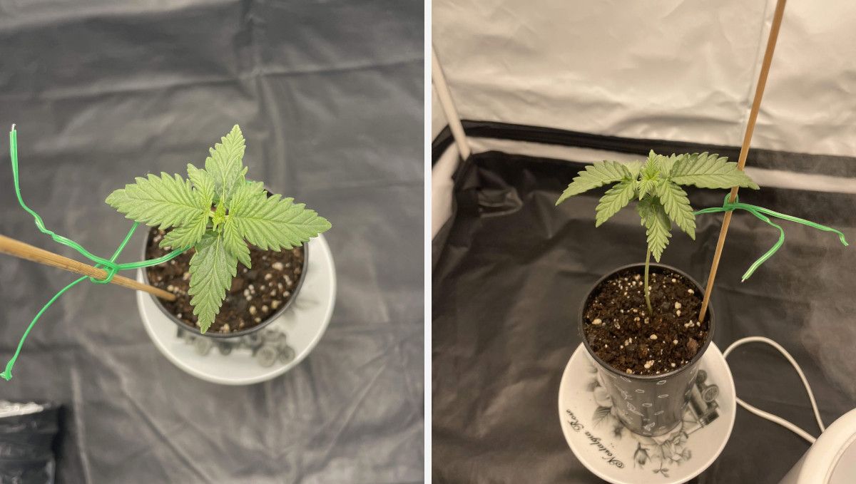 Mexican Airlines Auto cannabis strain: early veg | week 2 | a small stretchy young marijuana plant in a solo cup