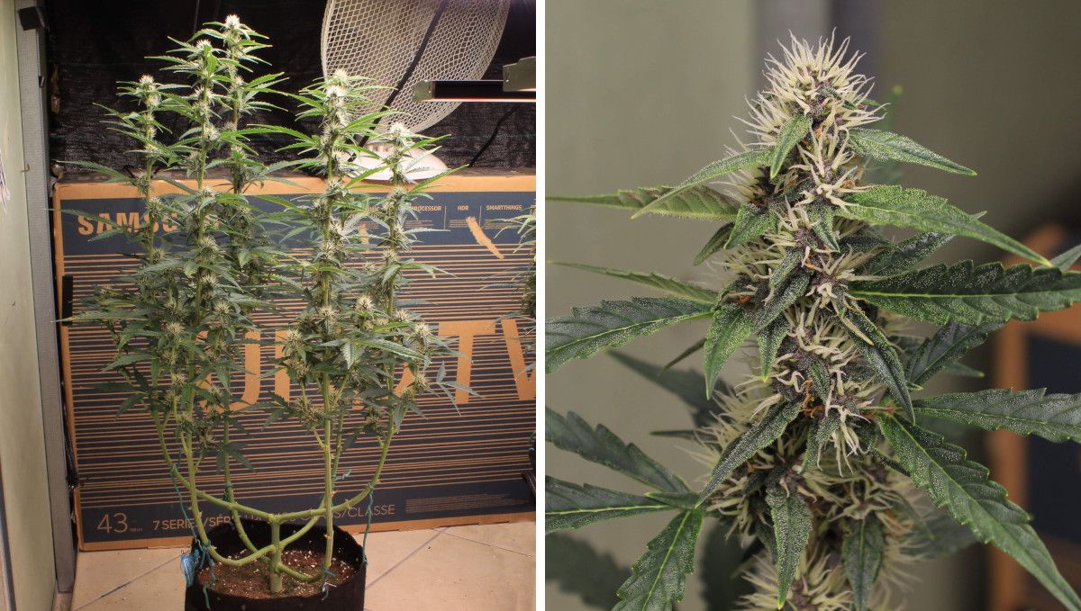 Skywalker OG Auto cannabis strain: early flower | weeks 6-7