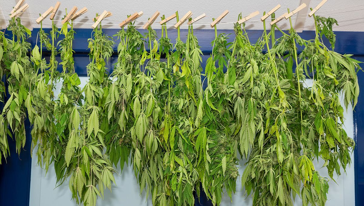 Hoe cannabis toppen drogen: ophangen Hoe cannabis toppen drogen: ophangen