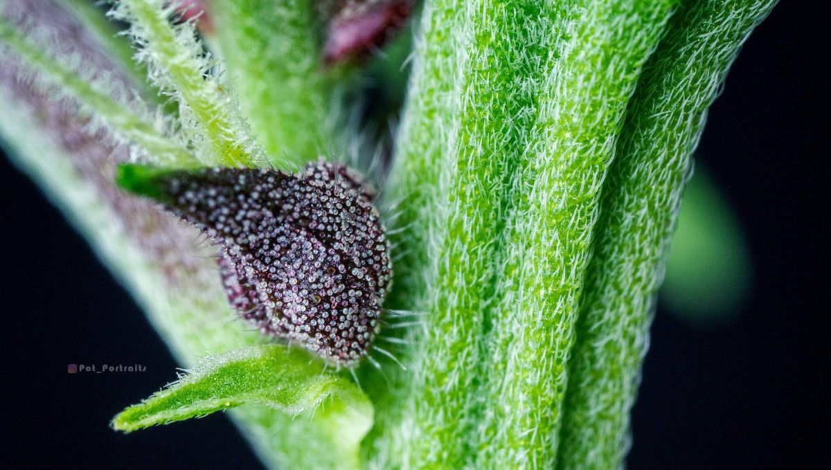 Auto Blackberry Kush cannabis strain: transition (pre-flower) | week 5 | a close-up of a purple female calyx with two hairs