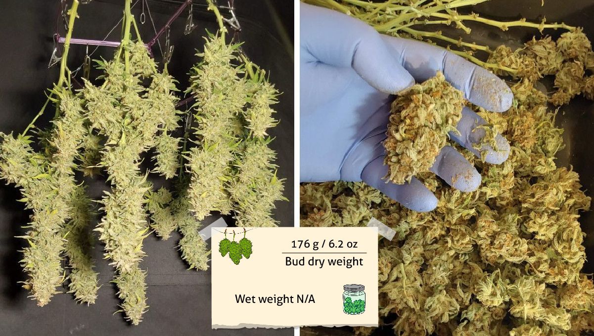 Blue Dream Auto ผลผลิตและรีวิวควัน