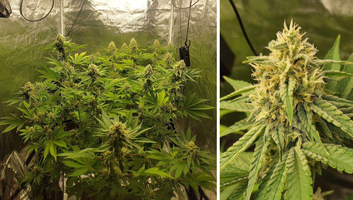 Wedding Cheesecake FF cannabis strain: mid flower (bulk phase) | weeks 10-11 | two lush-looking plants in a grow tent and a closer shot of a dense-looking and resinous bud with some pistils starting to turn brown