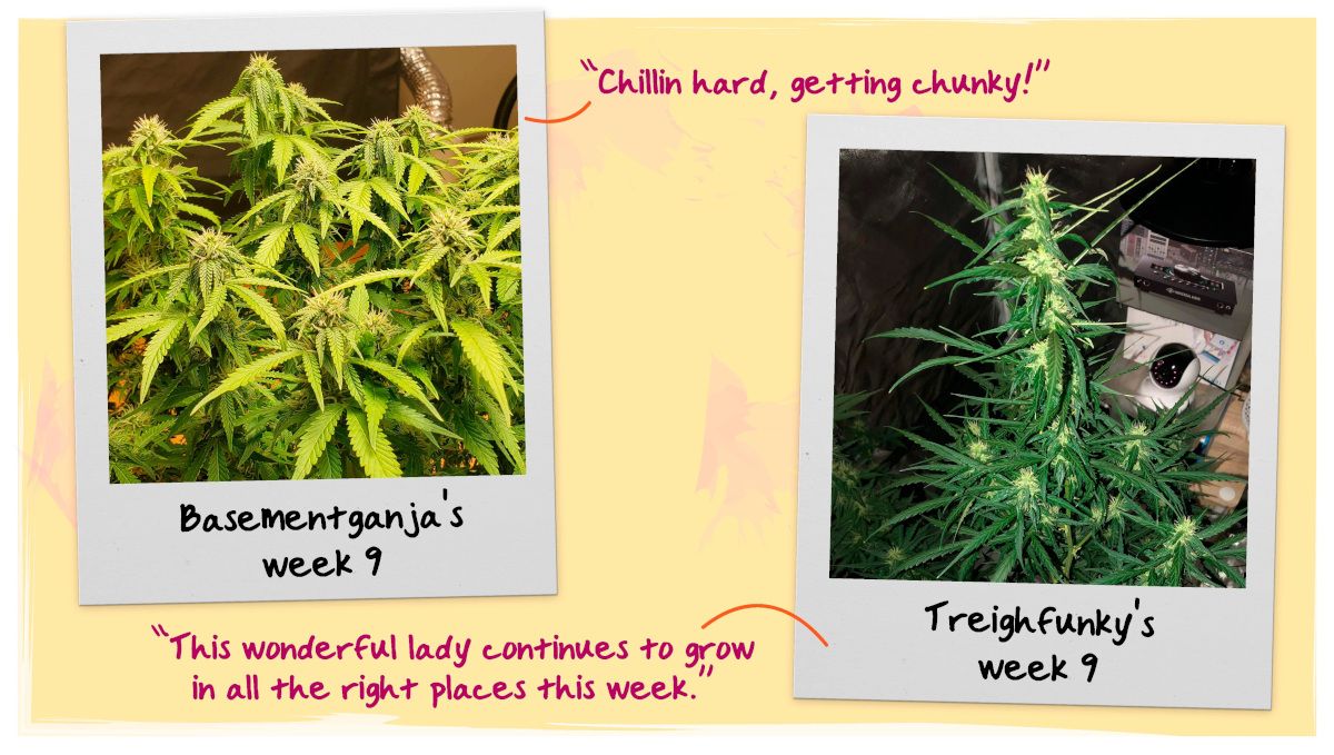 Week 9 Grow Progress