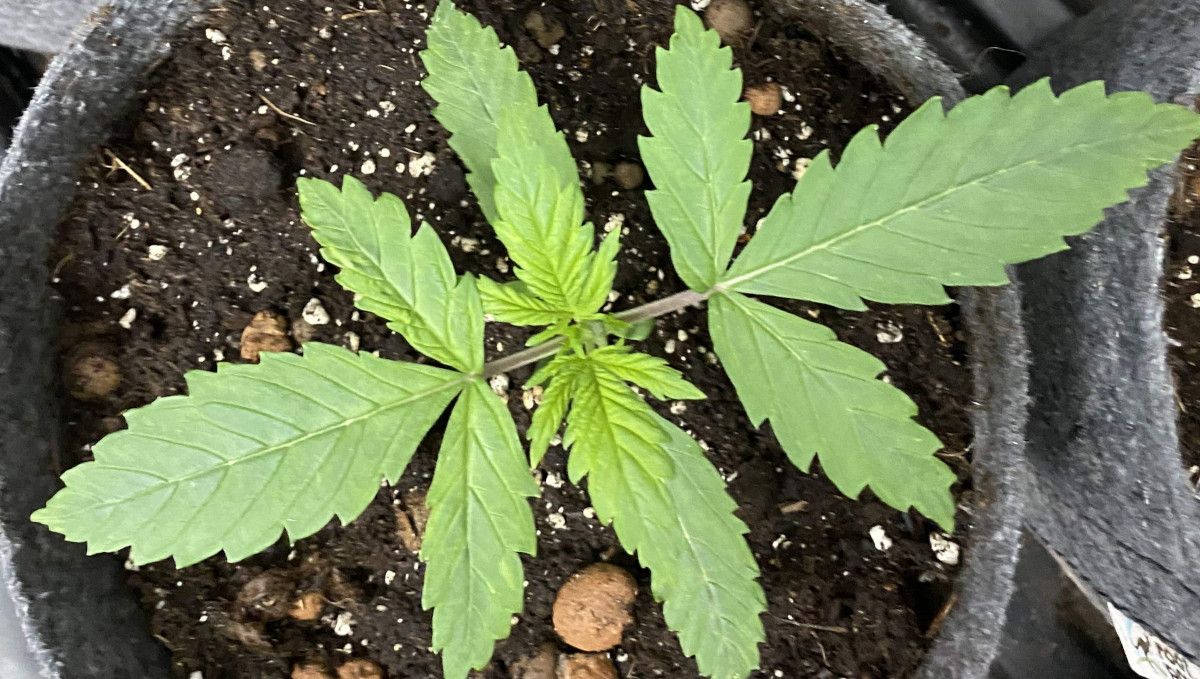 Tangie Auto cannabis strain: early veg | week 2