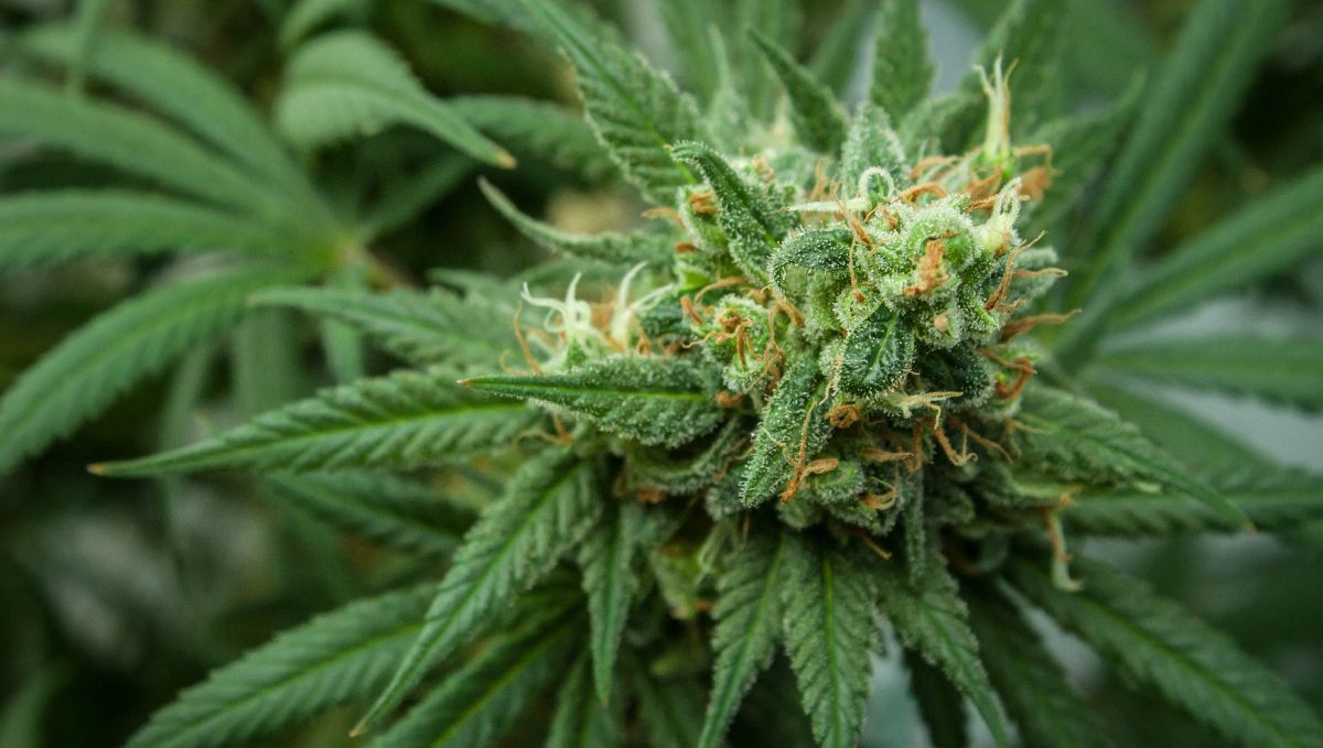 What Are Trichomes And Their Importance: how to boost trichome and terpene production