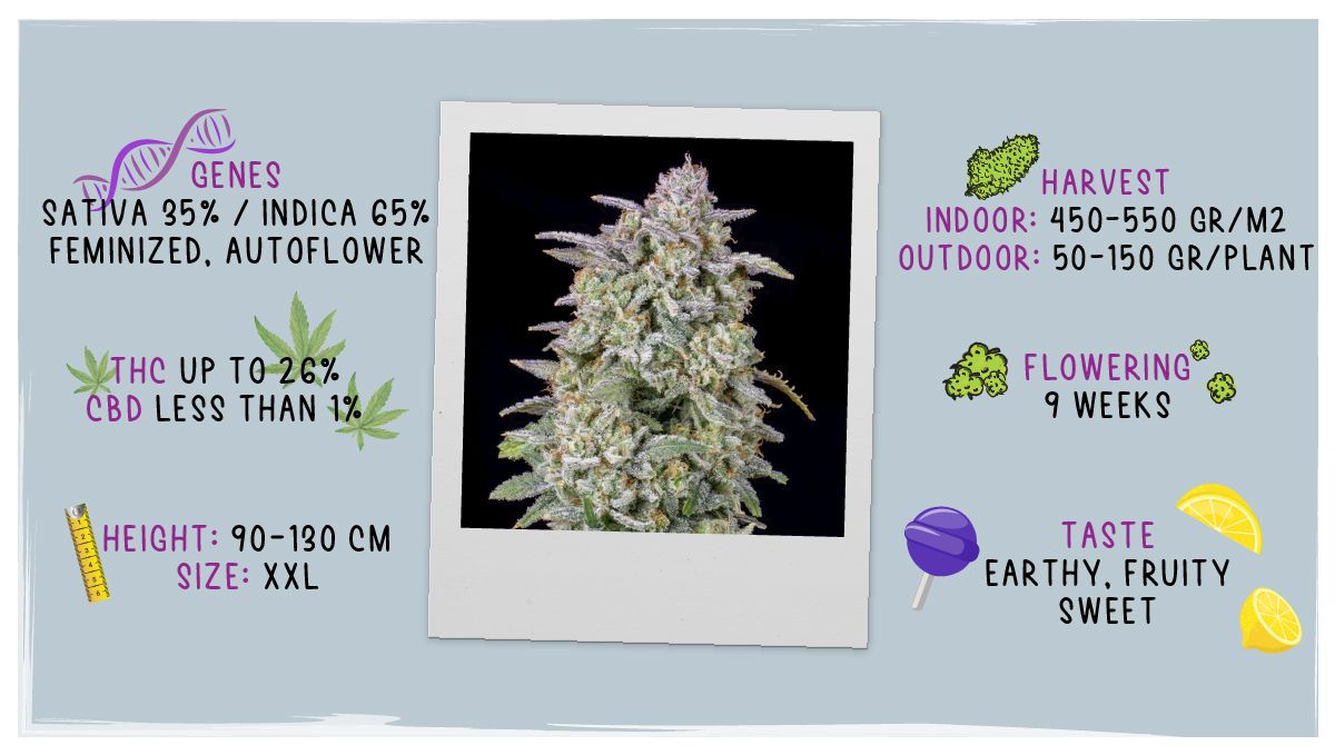 Forbidden Runtz Auto Plants Seed Week-by-Week Guide: Seed data sheet