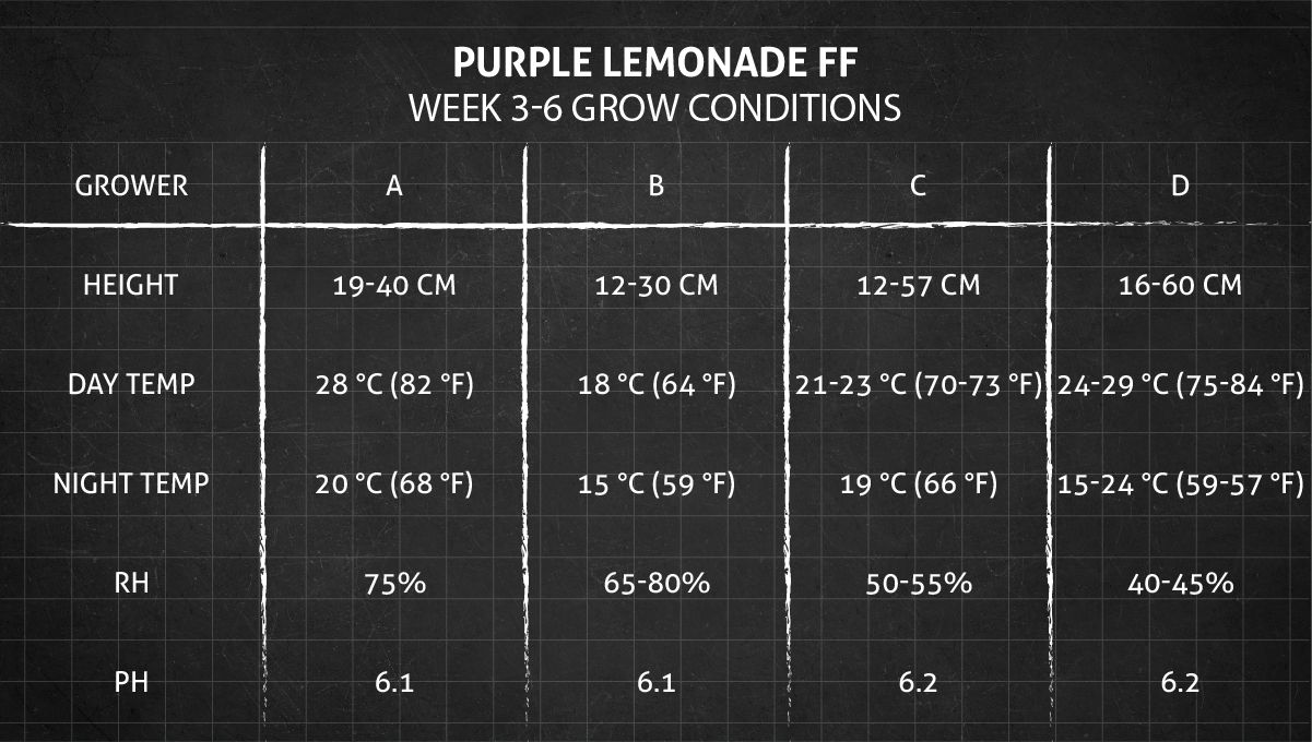Purple Lemonade FF कैनाबिस स्ट्रेन: हफ्ता 3-6 ग्रो कंडीशन