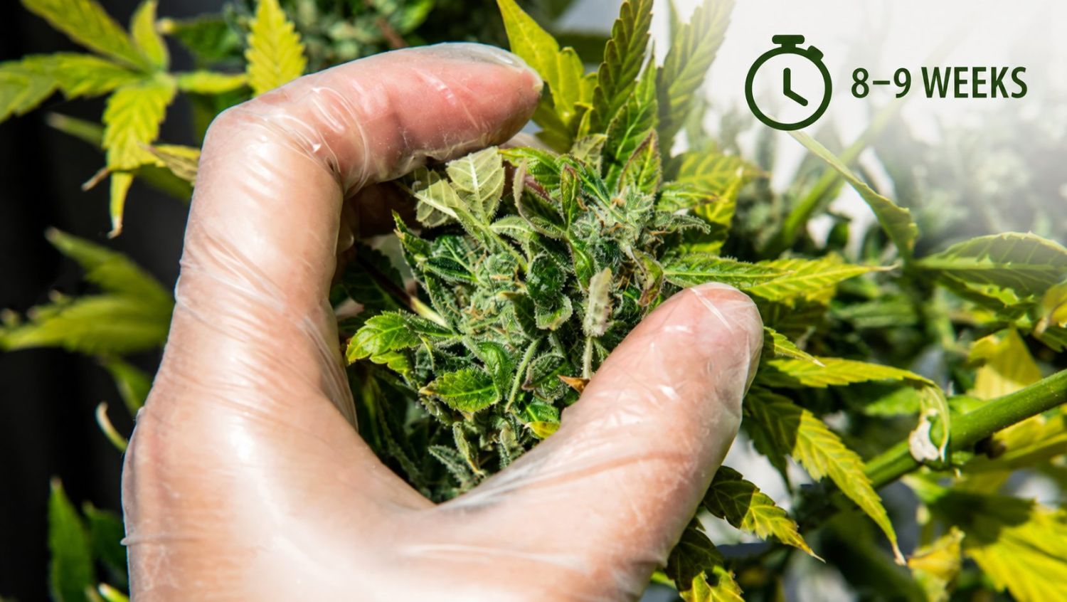 Harvest Your Autoflowering Cannabis: breeder's schedule