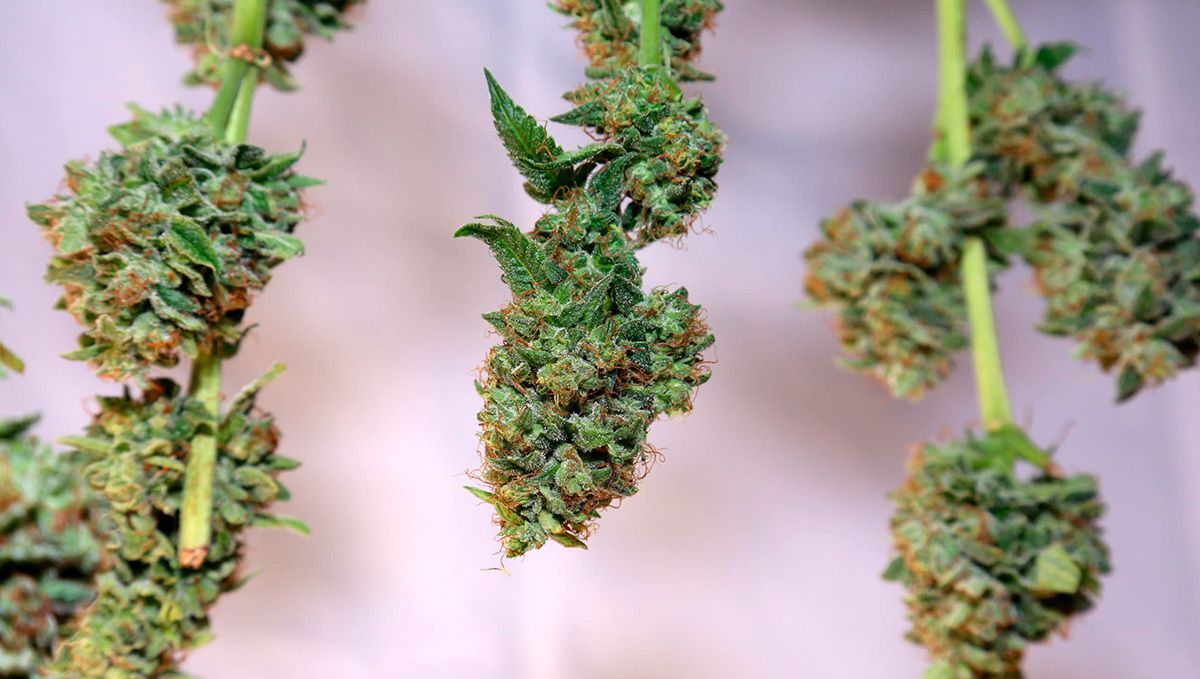 White Widow Auto guide: drying