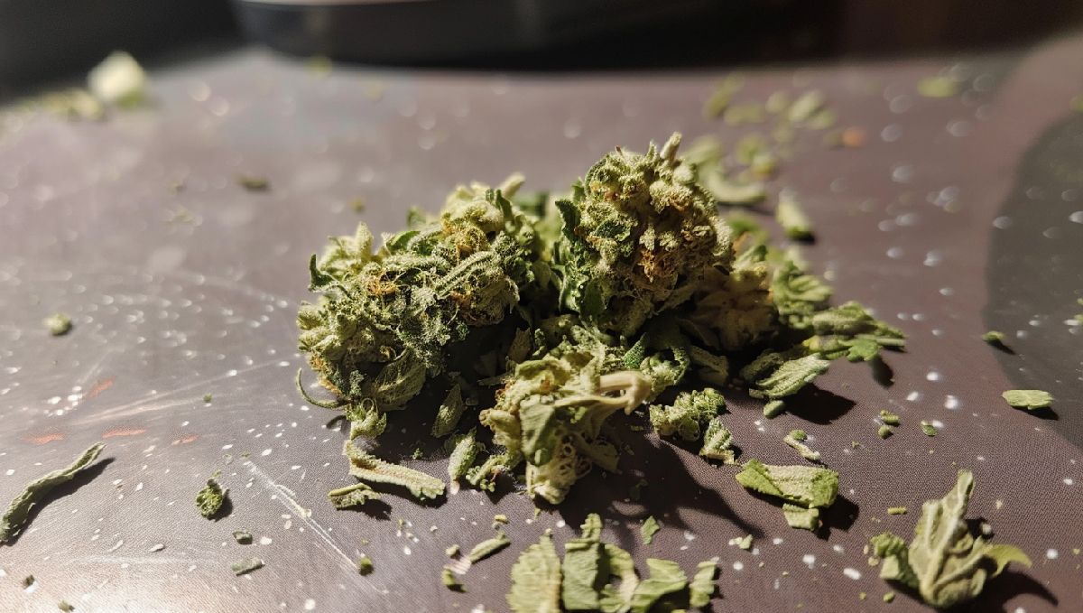 Brick weed may sometimes smell like ammonia, dirt or hay.