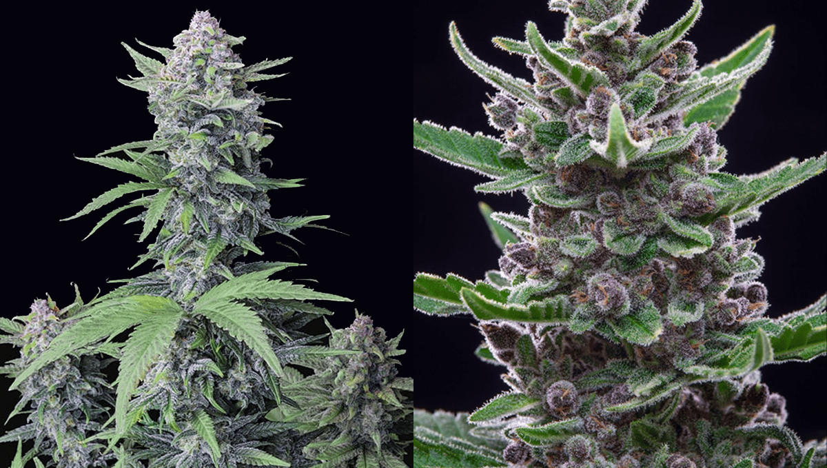 Top 10 Best Outdoor Autoflower Seeds UK 2024: Tropicana cookies auto