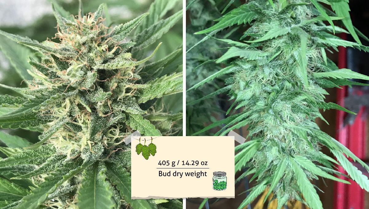 Gorilla Cookies FF cannabis strain: outcome | an outdoor bud right before the harvest and the same bud hung upside down to dry