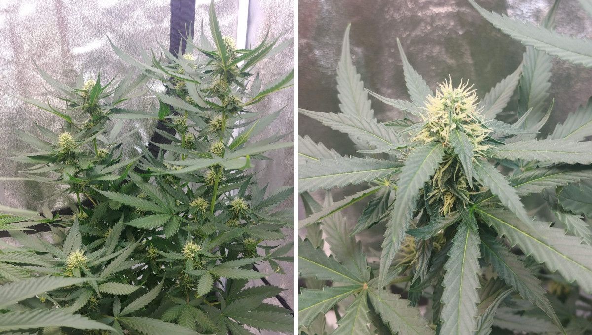 オートマザール大麻ストレイン：初期開花 | 6-7週目 | 未熟なふわふわした花穂
