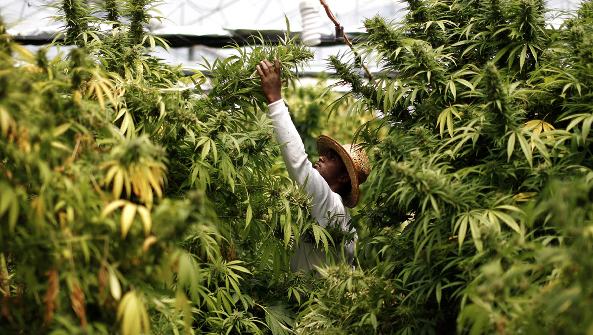 ジャマイカ政府、マリファナの誤解を打破：温室で背の高い大麻草を世話する麦わら帽子の若者