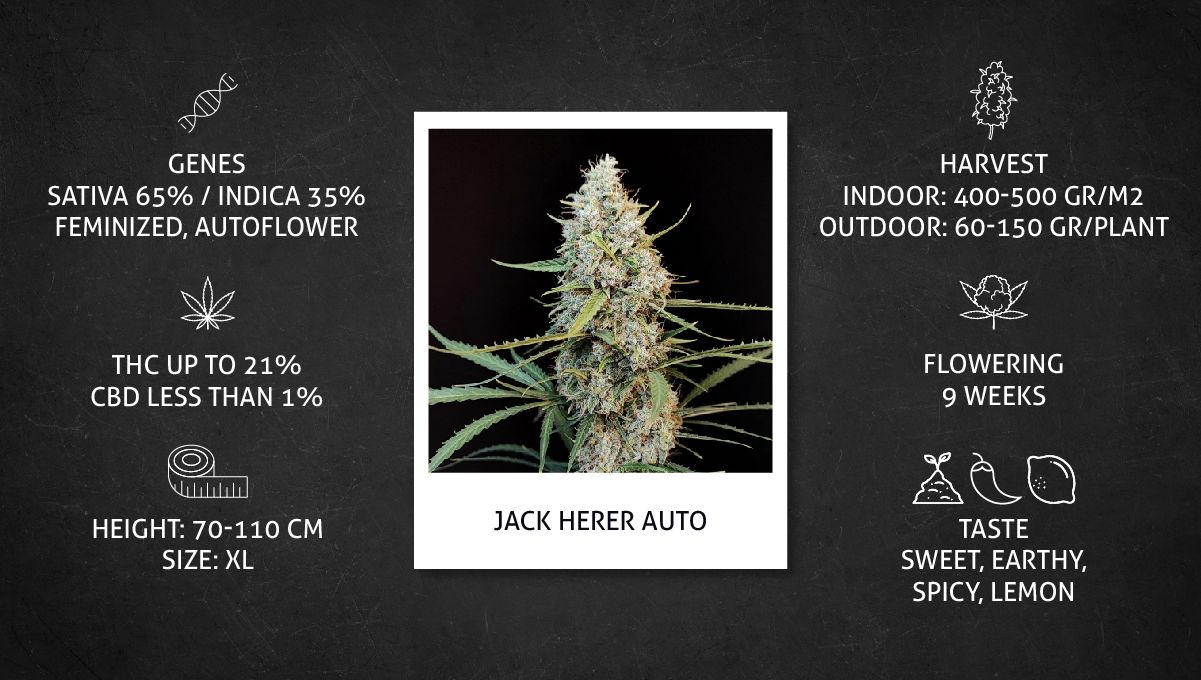 Jack Herer Auto Cannabis Strain specs sheet