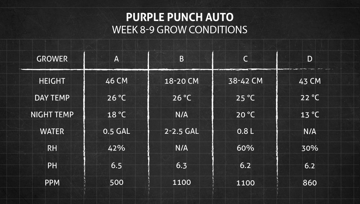 Purple Punch Auto Plants Seed Week-by-Week Guide: Weeks 8-9 grow conditions