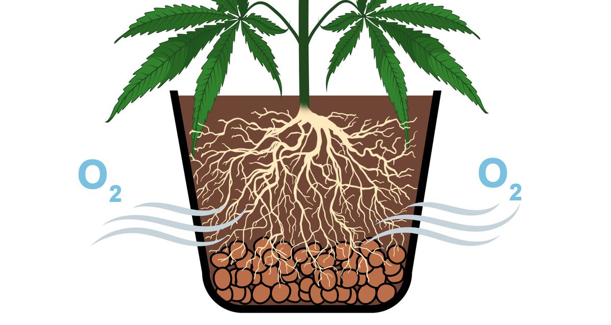 How to fix overwatered and underwatered plants plants: The crucial role of roots in plants plant health