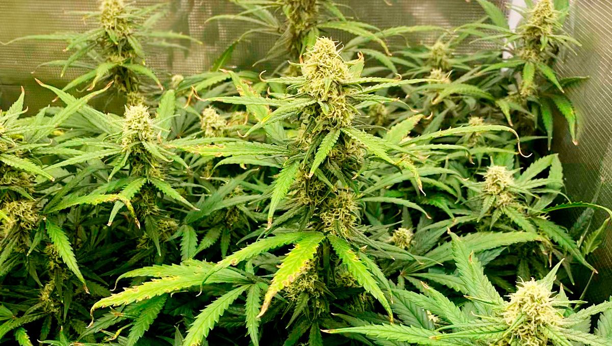 Trainwreck auto week-by-week: flowering stage week 7 