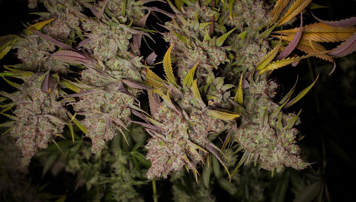 How to dry plants buds: Hanging dry method