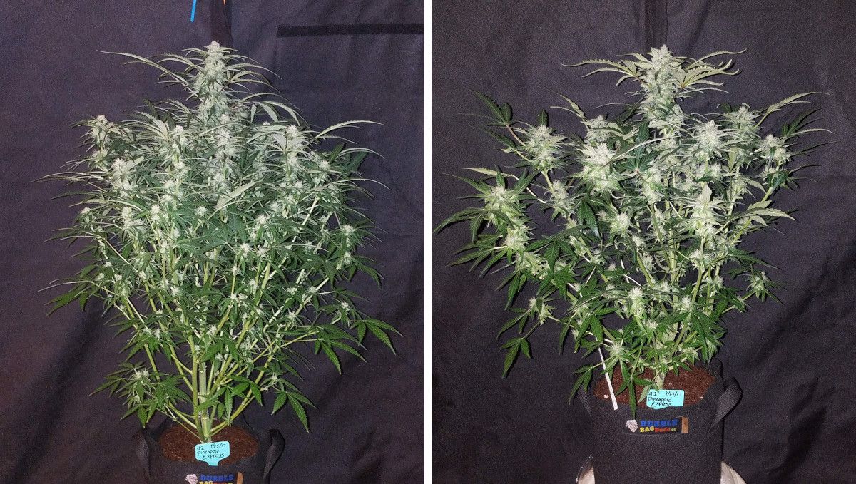Pineapple Express Auto cannabis-variant: tidlig blomstring | uke 6-7 | to innendørs cannabisplanter: én stretch, én kompakt