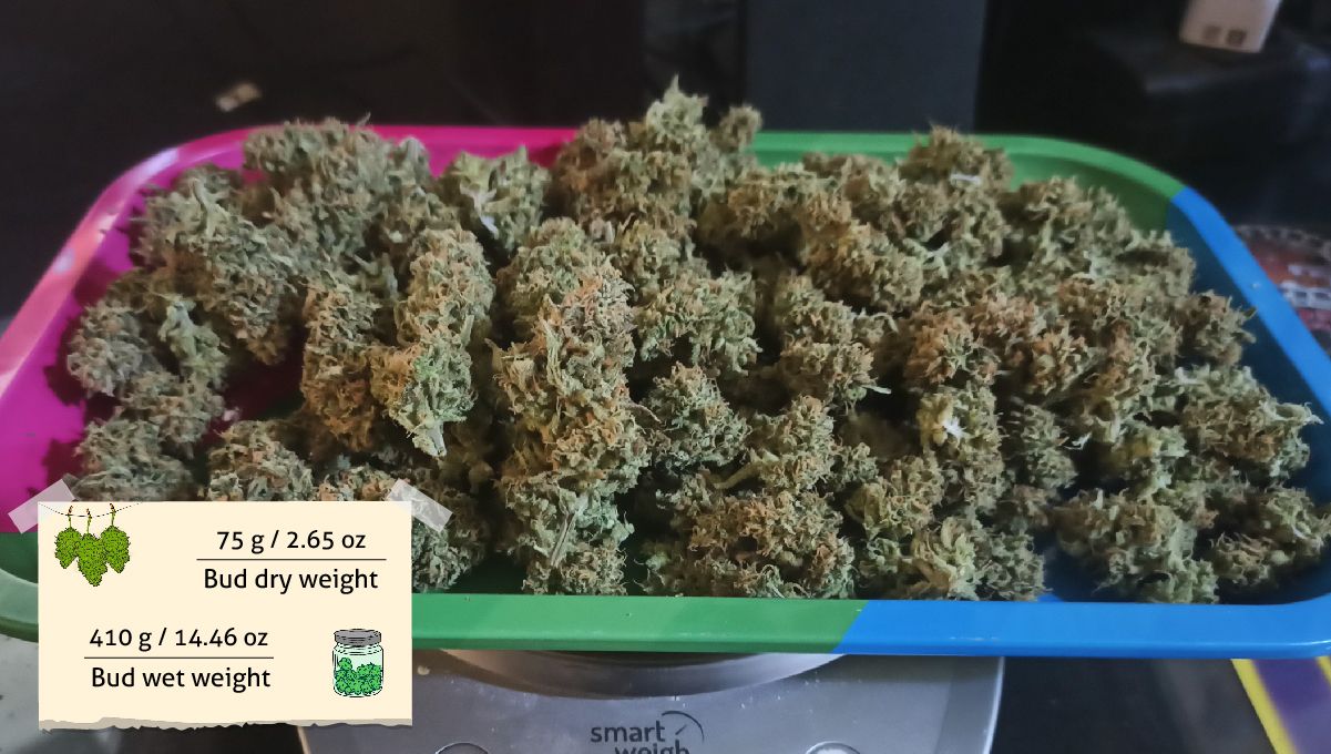 Forbidden Runtz Auto 대마 스트레인 주차별 가이드: 건조 대마 플라워 추적, 전자저울 위