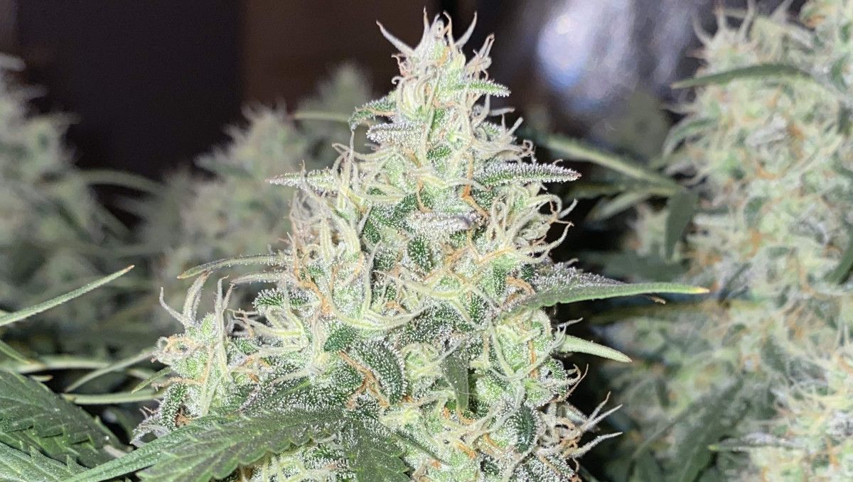 Skunk Auto Cannabis Strain Week-by-Week Guide: A closeup of a fat cola covered in crystals and only a few amber pistils among a lot of whites
