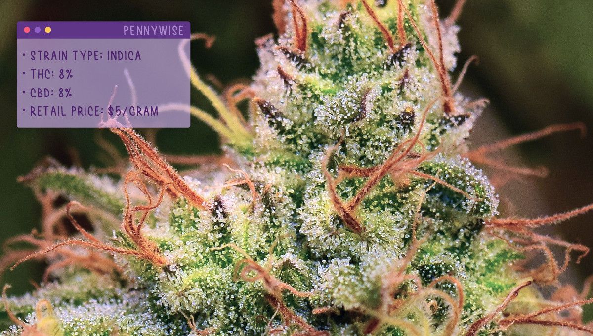 Best Weed Strains for Anxiety: Pennywise