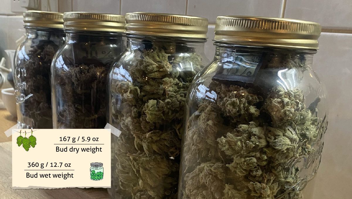 Gorilla Cookies Auto Plants Seed Week-by-Week Guide: Mason jars filled with bud