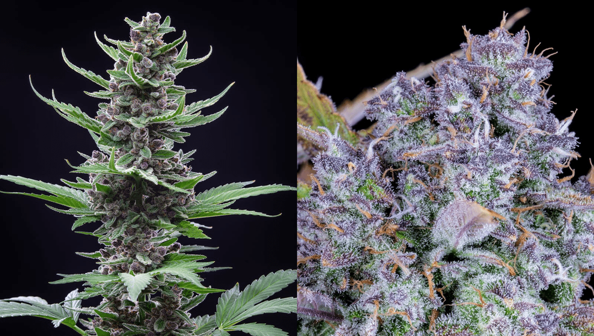 The top 5 fastest autos: tropicana cookies auto