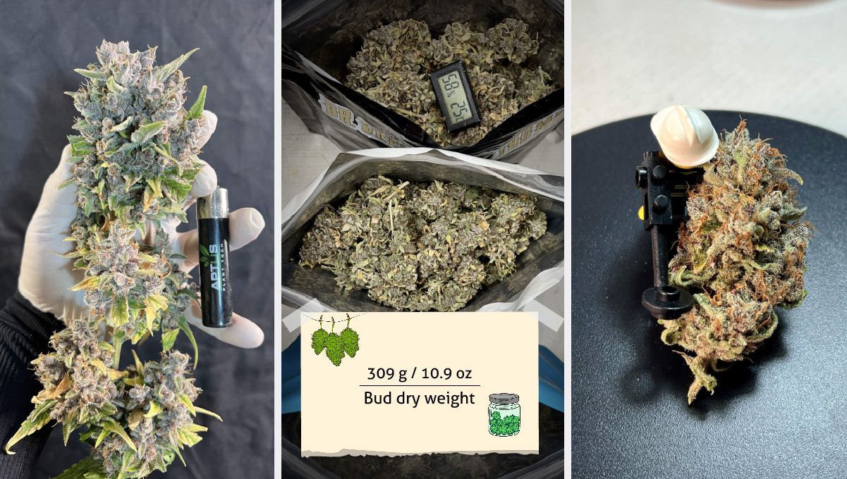 Purple Lemonade FF कैनाबिस स्ट्रेन: यील्ड | सूखा, हल्के बैंगनी रंग के बड्स